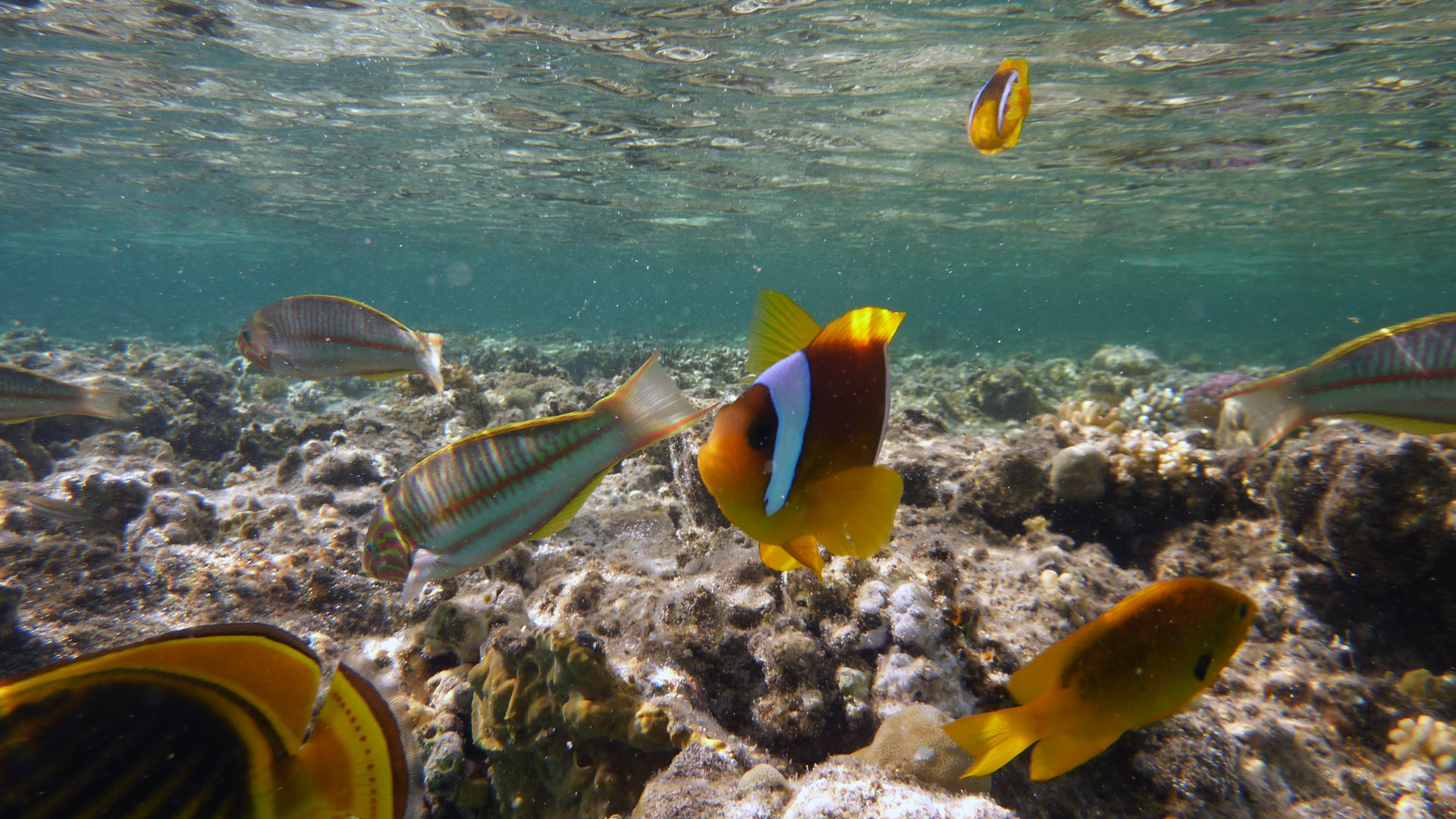 Rotmeer-Anemonenfisch - Amphiprion bicinctus, Rotmeer-Junker - Thalassoma klunzingeri