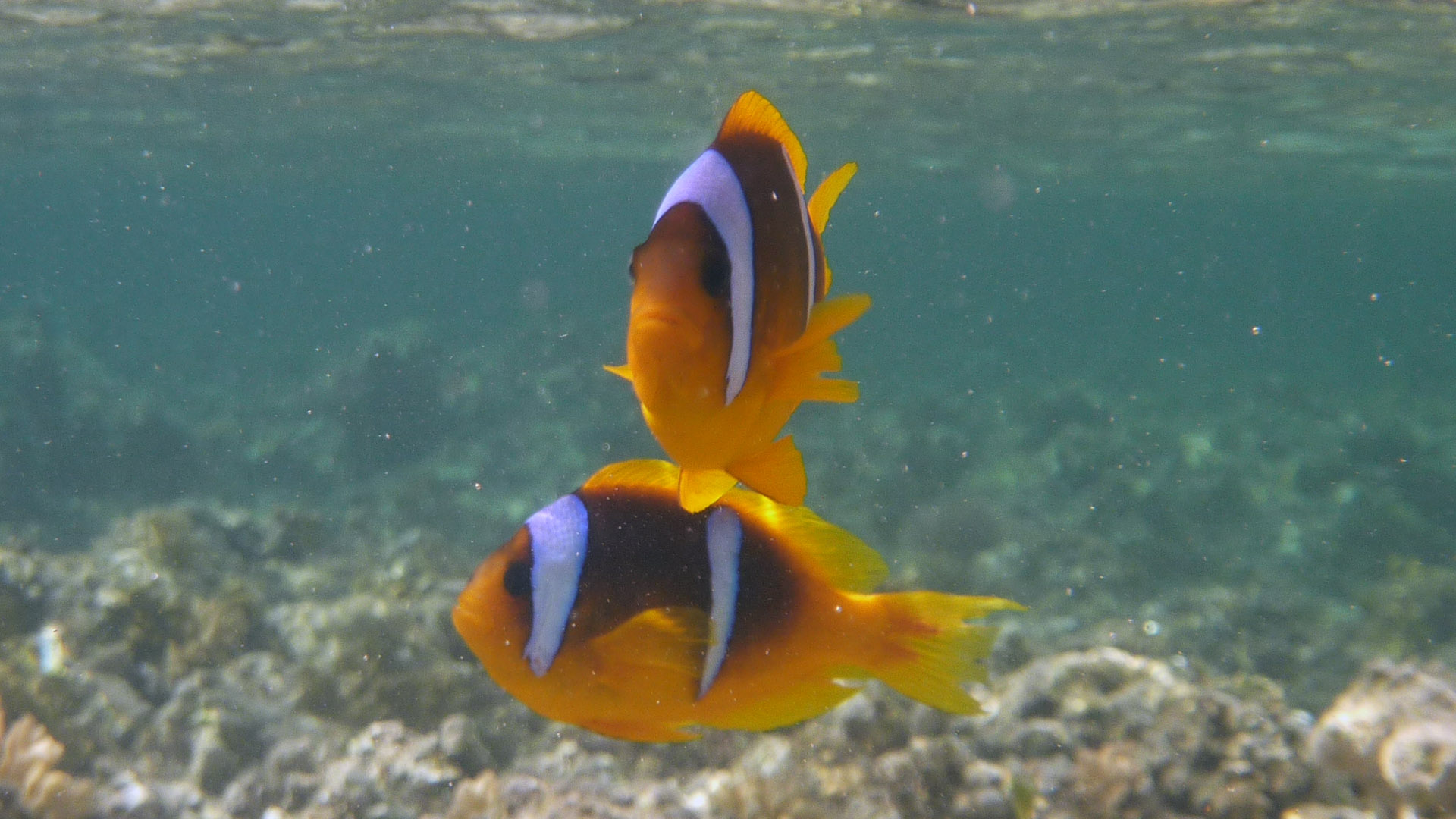 Rotmeer-Anemonenfisch - Red Sea Anemonefish - Amphiprion bicinctus