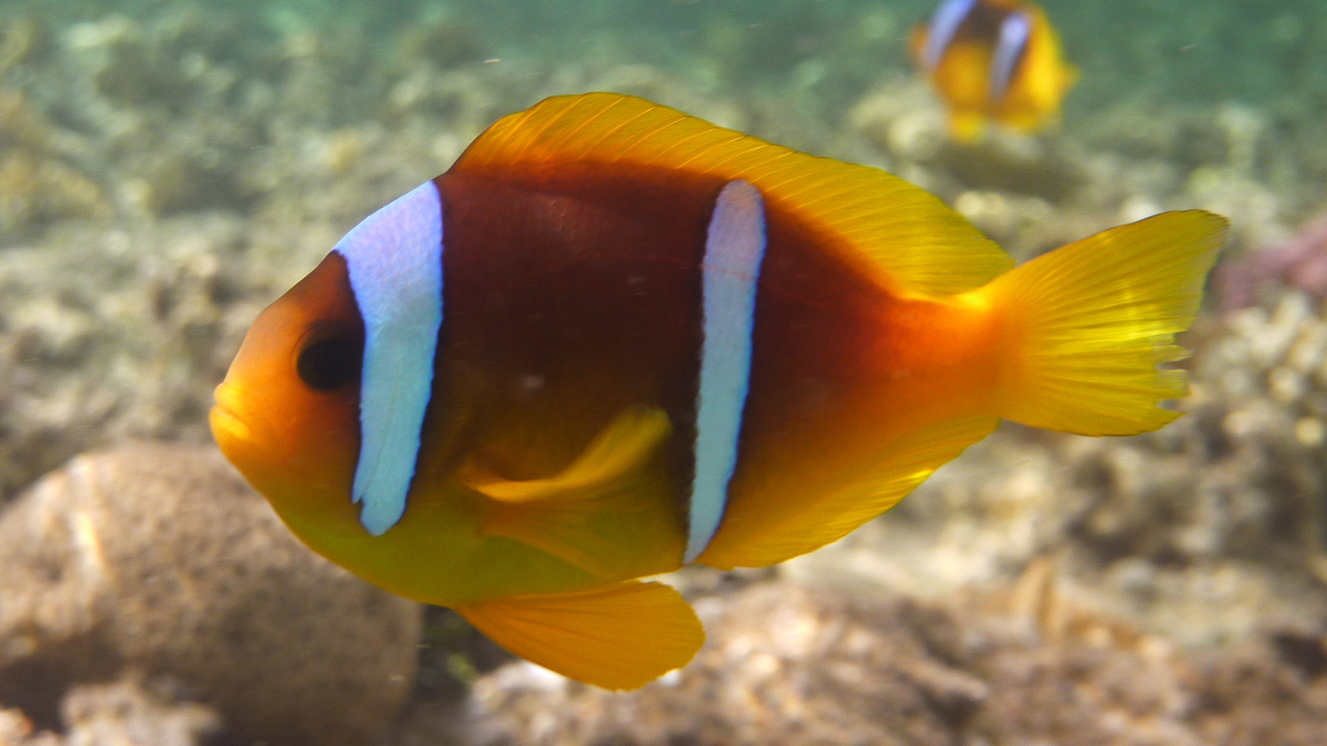 Rotmeer-Anemonenfisch - Red Sea Anemonefish - Amphiprion bicinctus