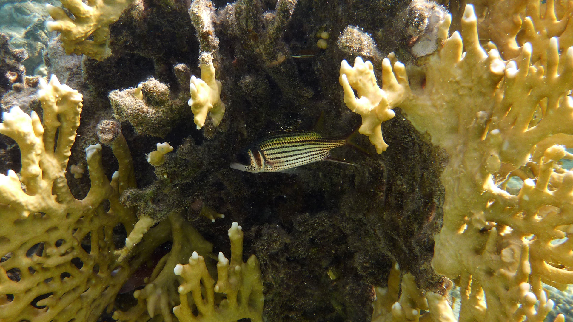 Blutfleck-Husaren - Bloodspot squirrelfish - Neoniphon sammara