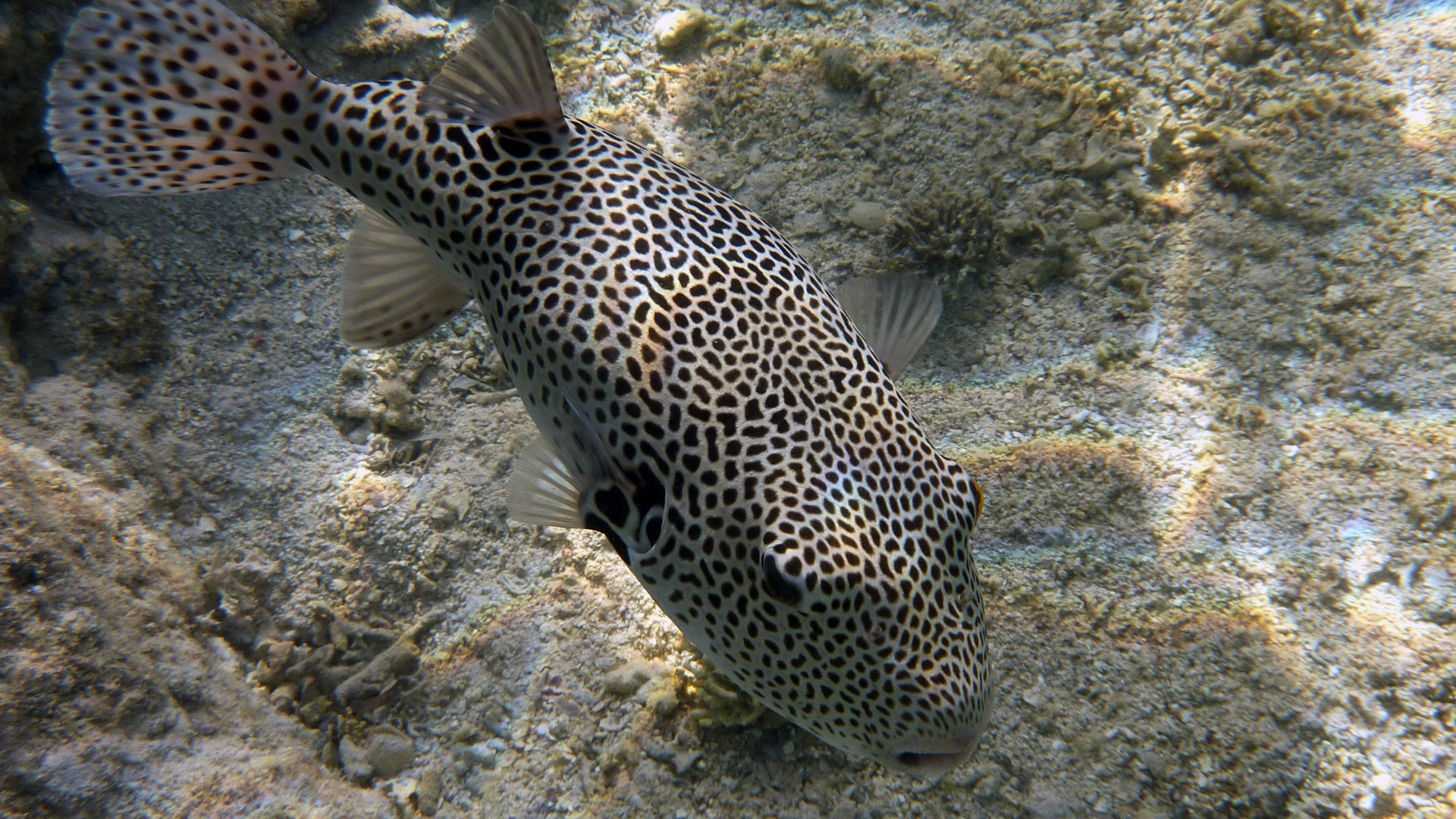 Riesenkugelfisch - Giant Puffer - Arothron stellatus