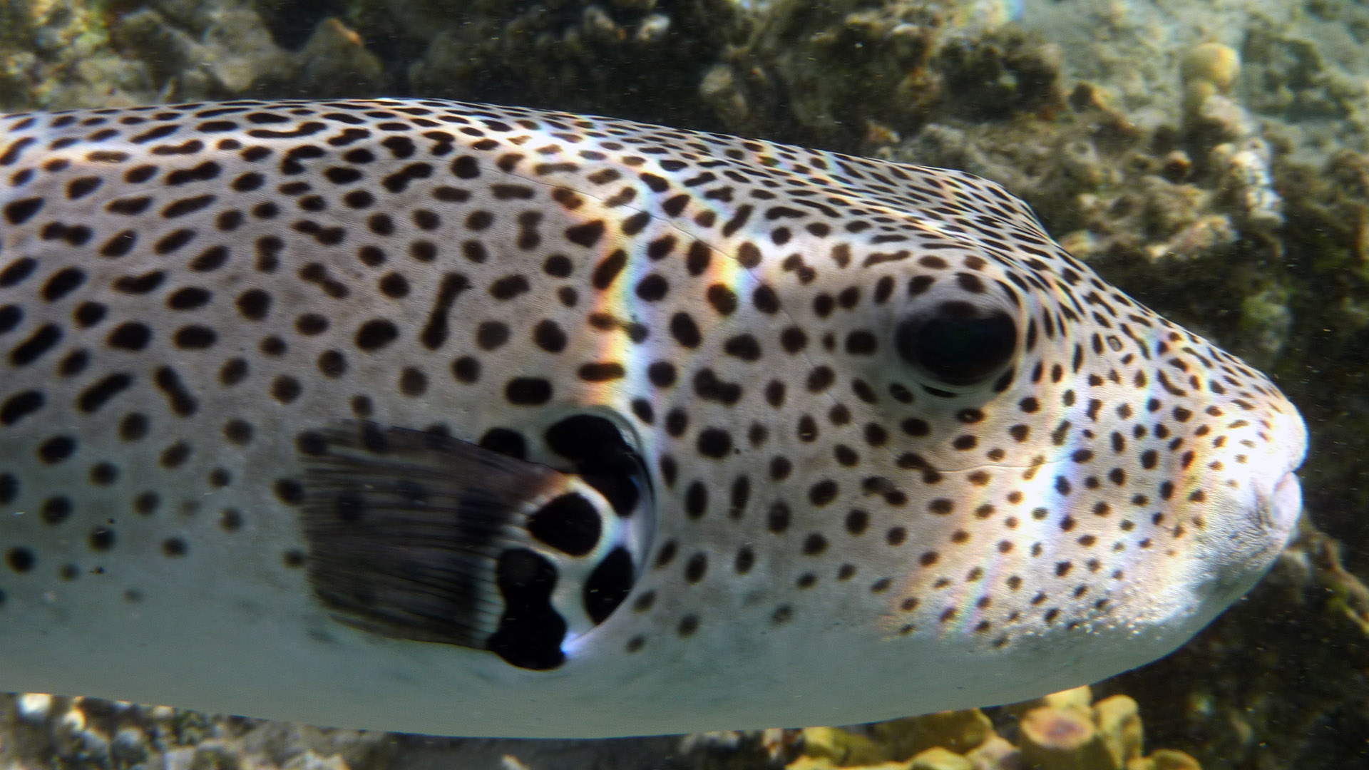 Riesenkugelfisch - Giant Puffer - Arothron stellatus