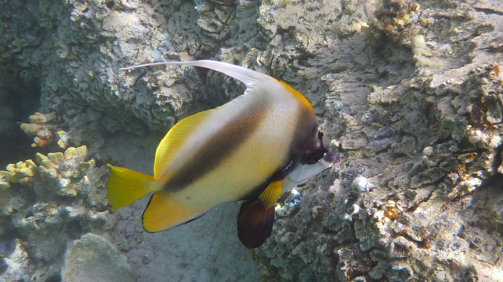 Rotmeer-Wimpelfisch - Red Sea Bannerfish - Heniochus intermedius