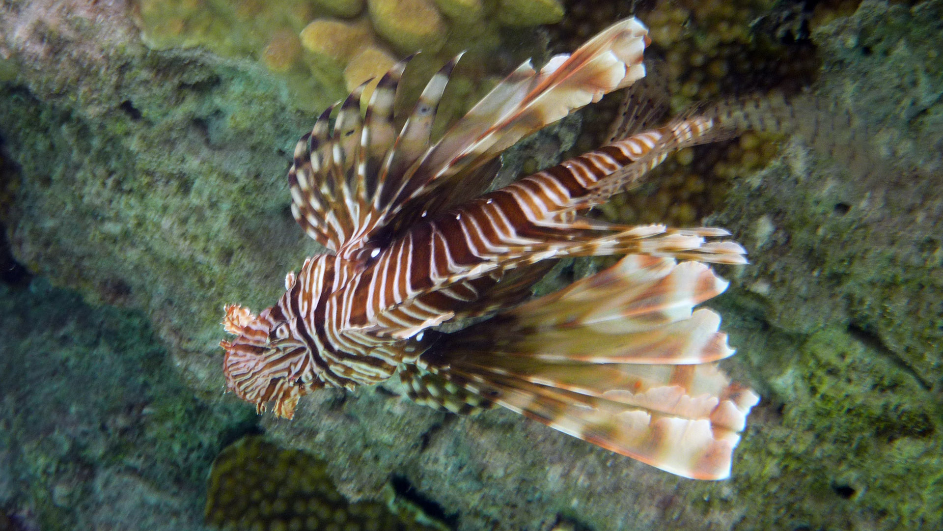 Indischer Rotfeuerfisch - Indian lionfish - Pterois miles