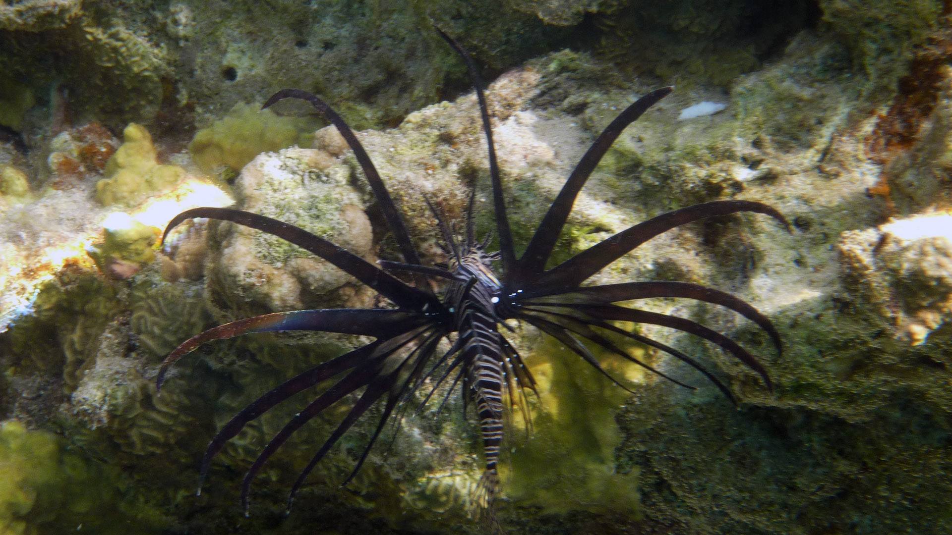 Gewöhnlicher Rotfeuerfisch - Common Lionfish - Pterois volitans