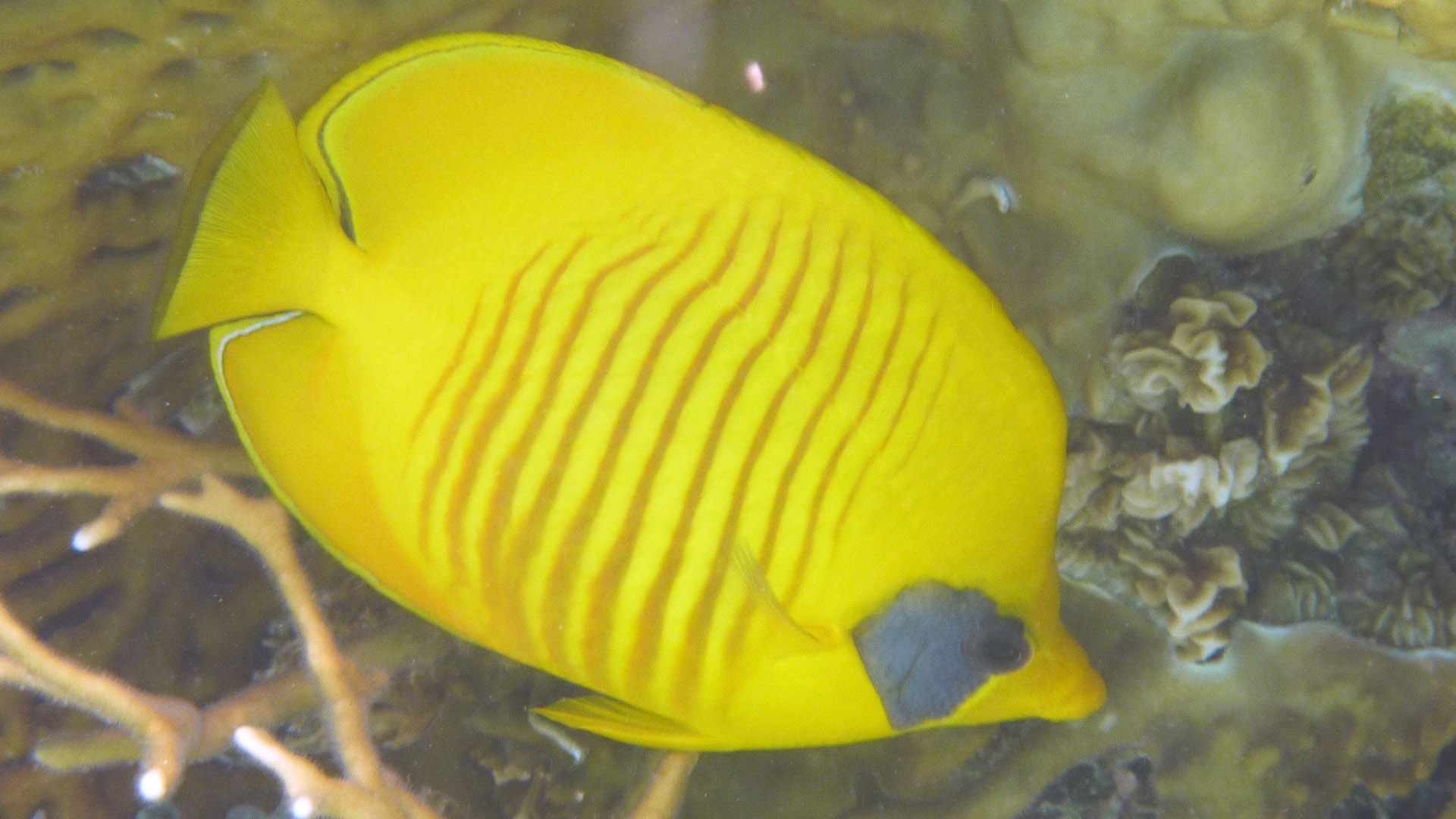 Masken-Falterfisch - Masked Butterflyfish - Chaetodon semilarvatus