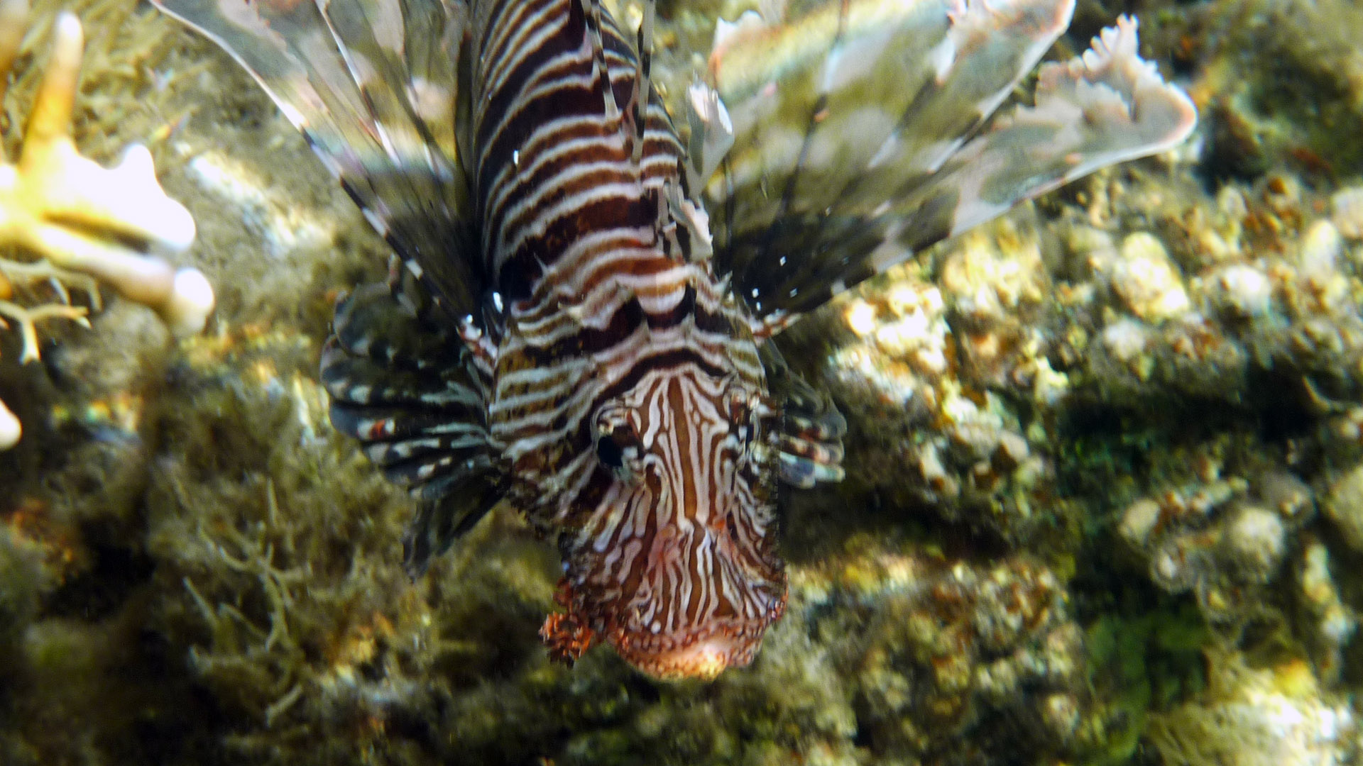 Indischer Rotfeuerfisch - Indian lionfish - Pterois miles