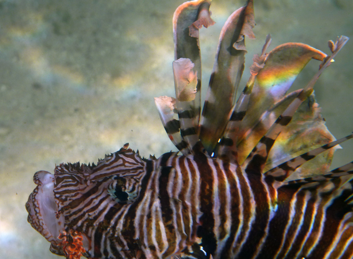 Indischer Rotfeuerfisch - Indian lionfish - Pterois miles