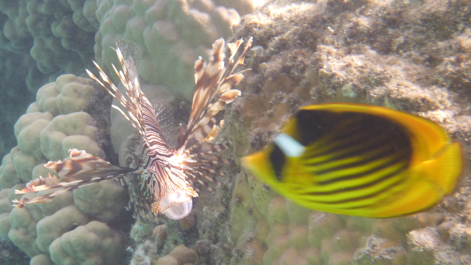 Indischer Rotfeuerfisch - Indian lionfish - Pterois miles