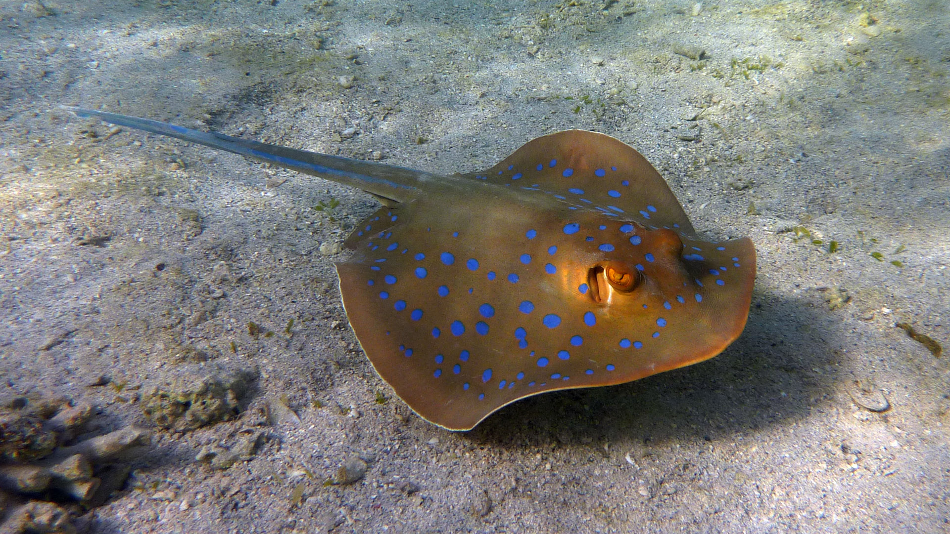 Blaupunkt-Stechrochen - Bluespotted Stingray - Taeniura lymma