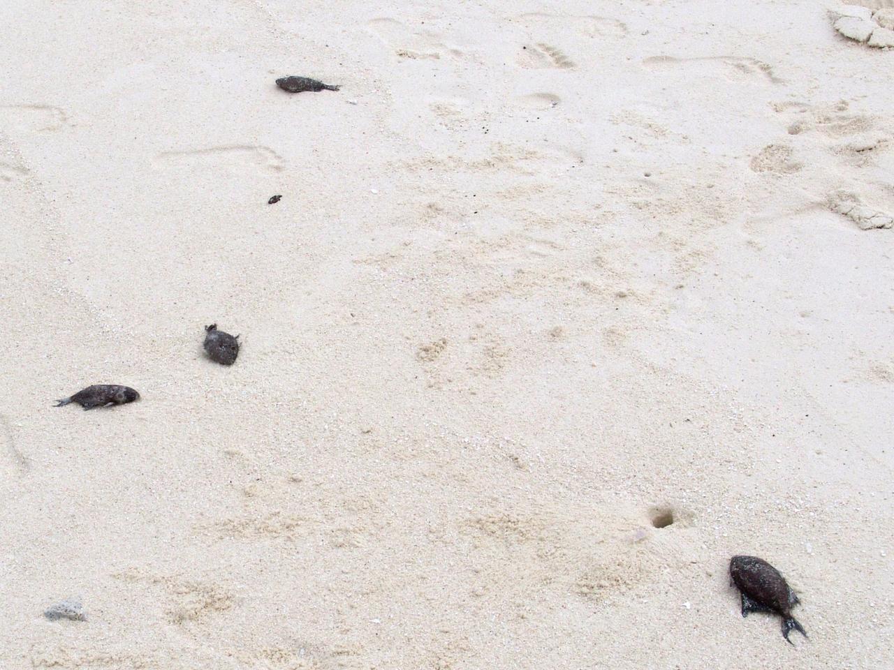 Eine Masse junger, toter Rotzahndrücker am Strand :-(