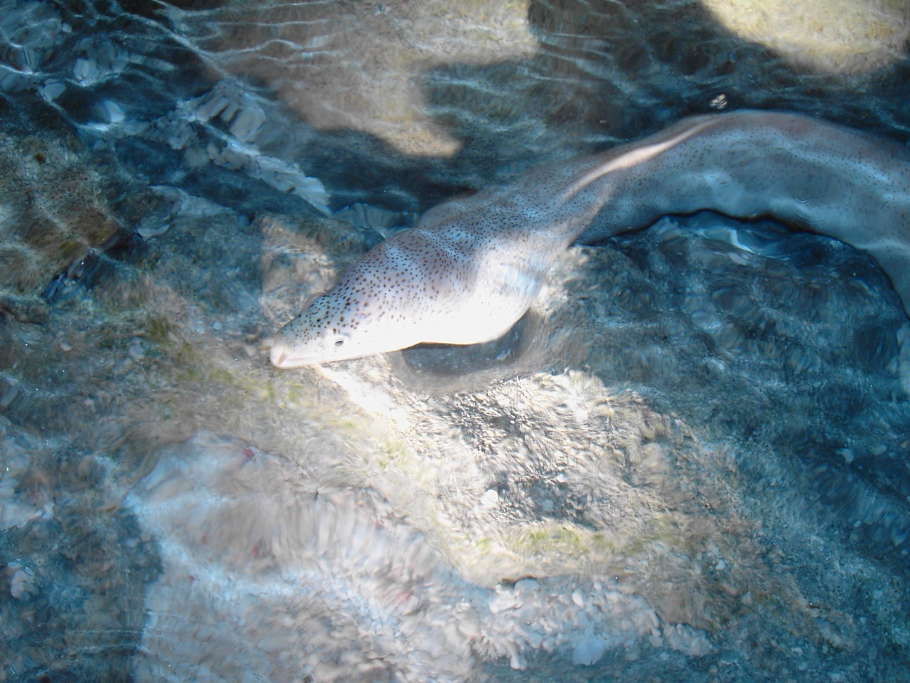 Muräne am Strand