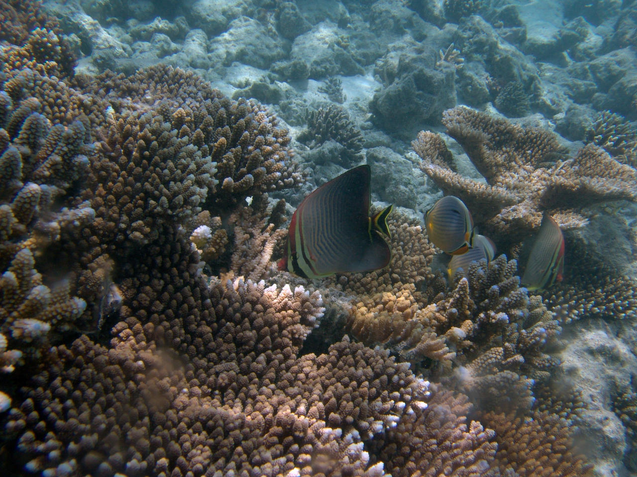 Indischer Baroness-Falterfisch - Chaetodon triangulum