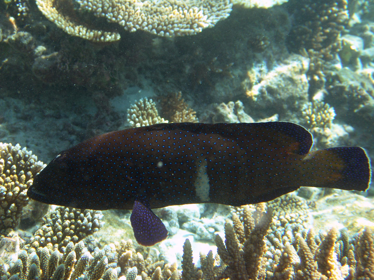 Pfauen-Zackenbarsch - Cephalopholis argus