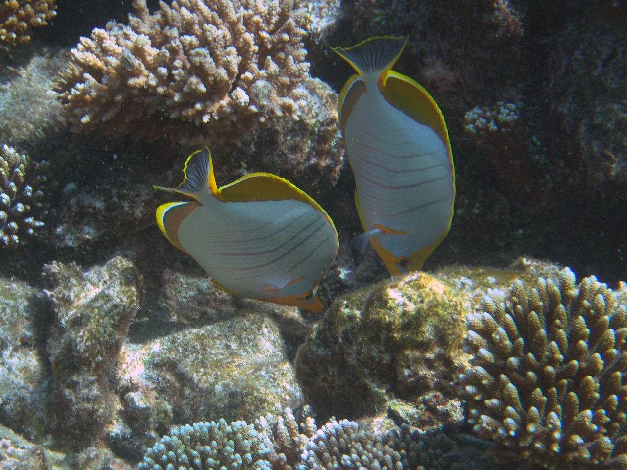 Gelbkopf-Falterfisch - Chaetodon xanthocephalus