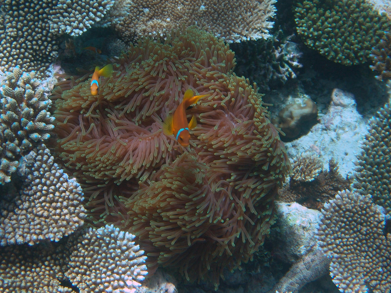 Malediven-Anemonenfisch - Amphiprion nigripes