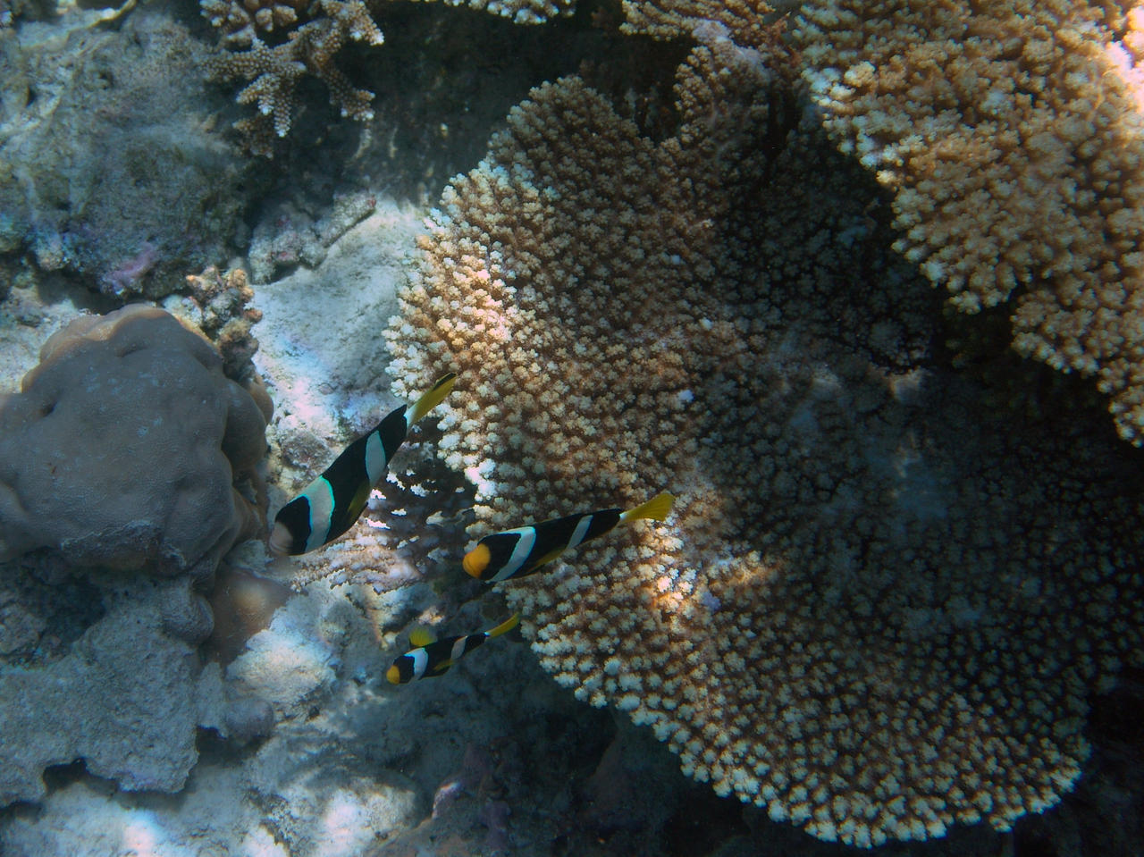 Clarks Anemonenfisch - Amphiprion clarkii