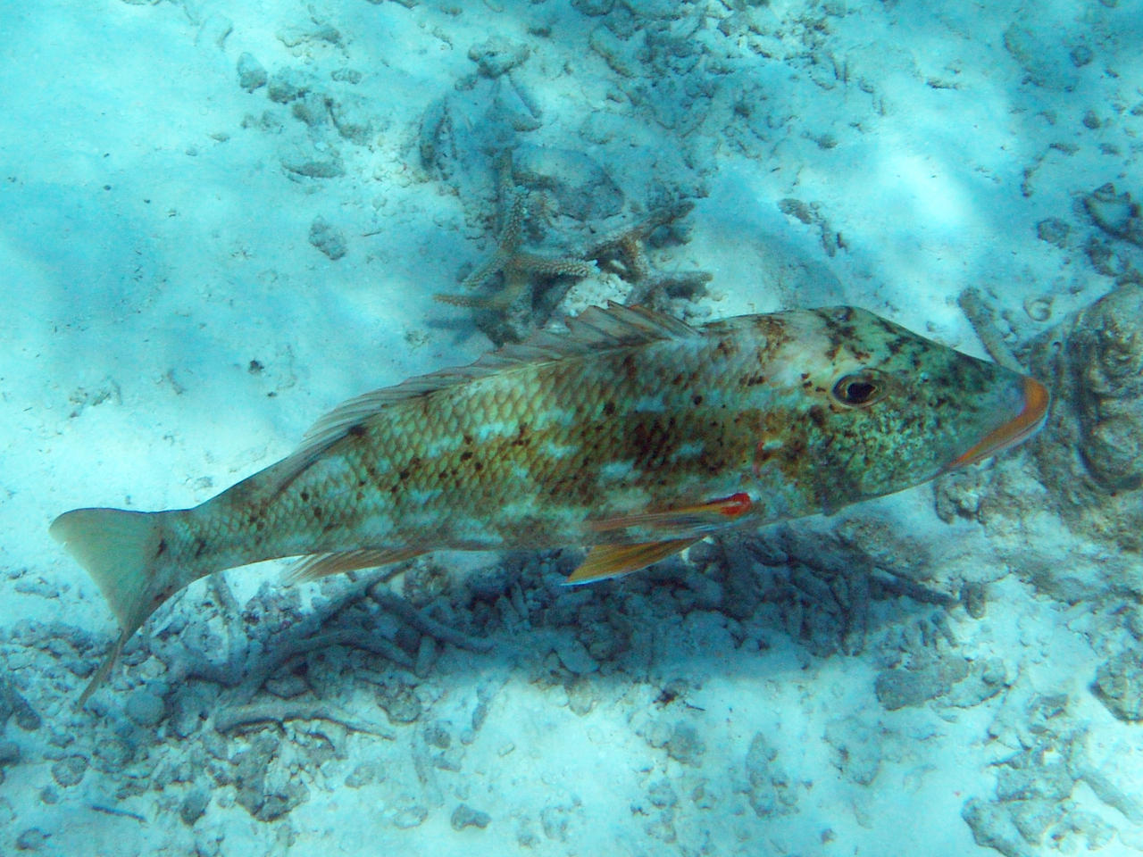 Gelblippen-Straßenkehrer - Lethrinus xanthochilus