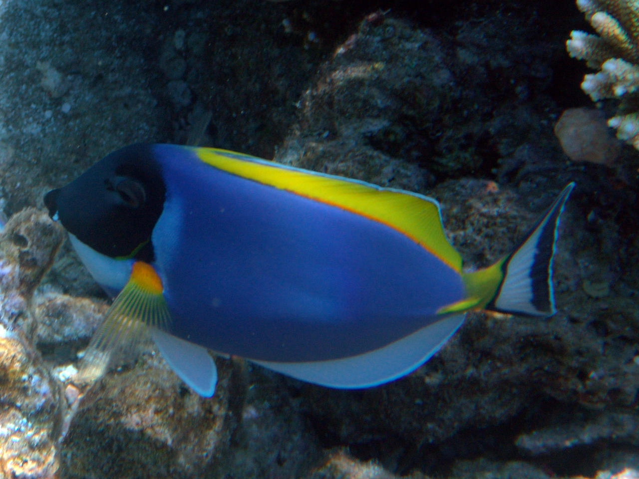 Weißkehl-Doktorfisch - Acanthurus leucosternon