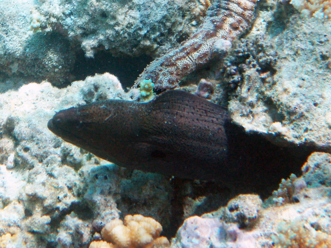 Riesenmuräne - Gymnothorax javanicus