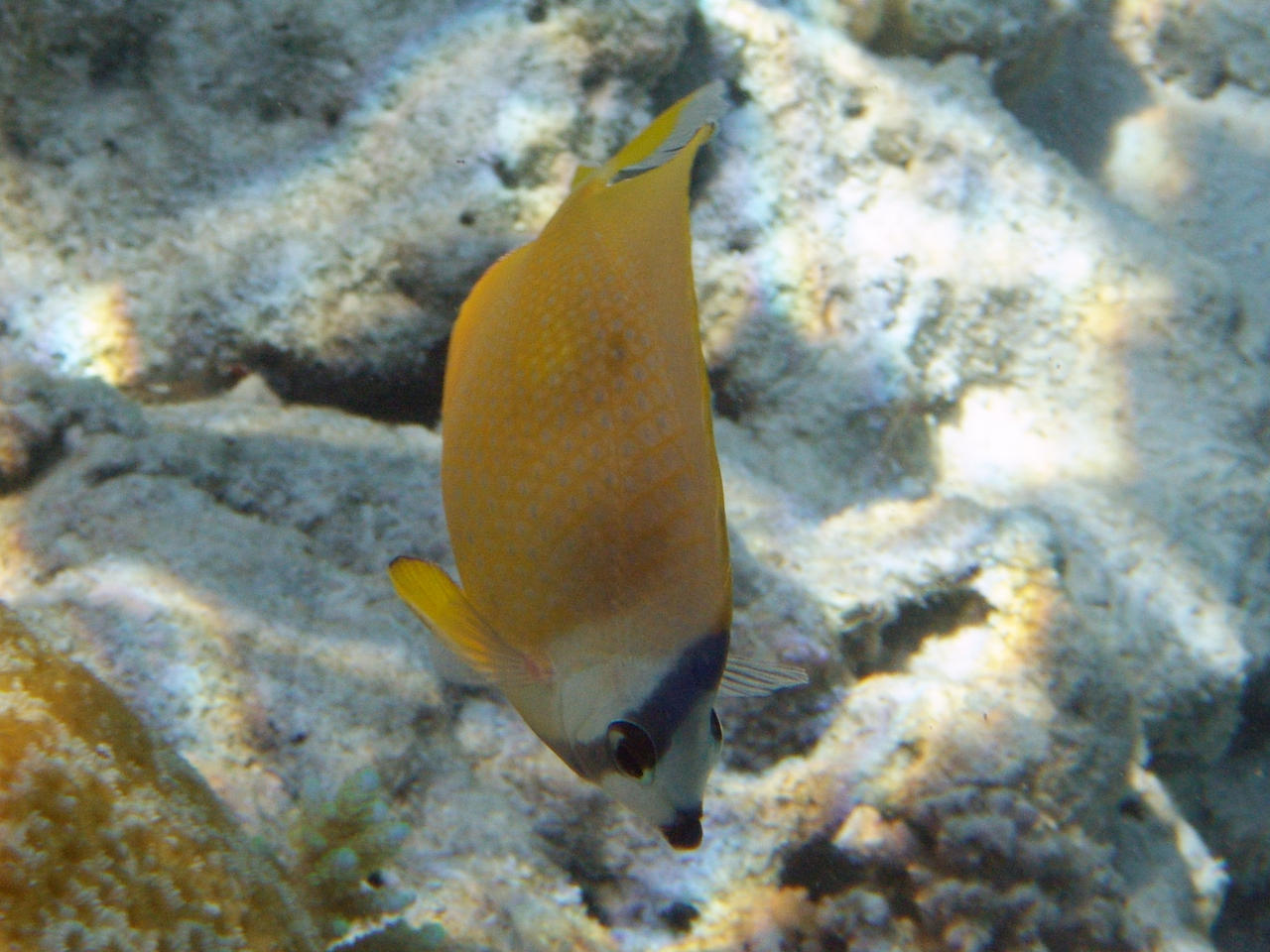 Kleins Falterfisch - Chaetodon kleinii