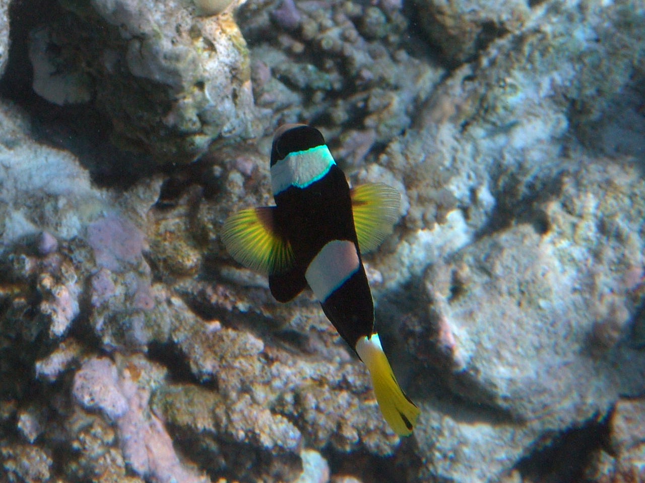 Clarks Anemonenfisch - Amphiprion clarkii