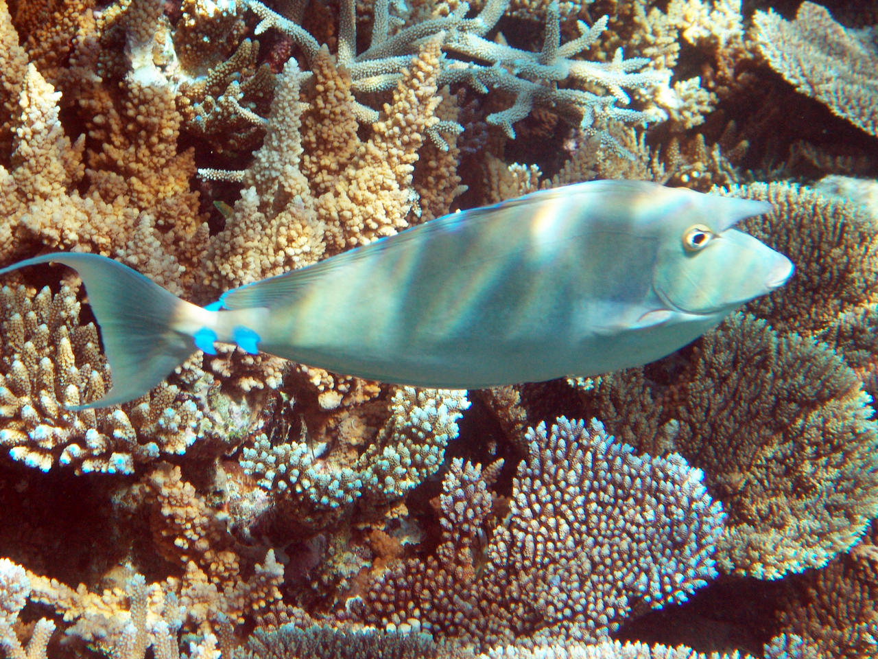 Blauklingen-Nasendoktorfisch - Naso unicornis