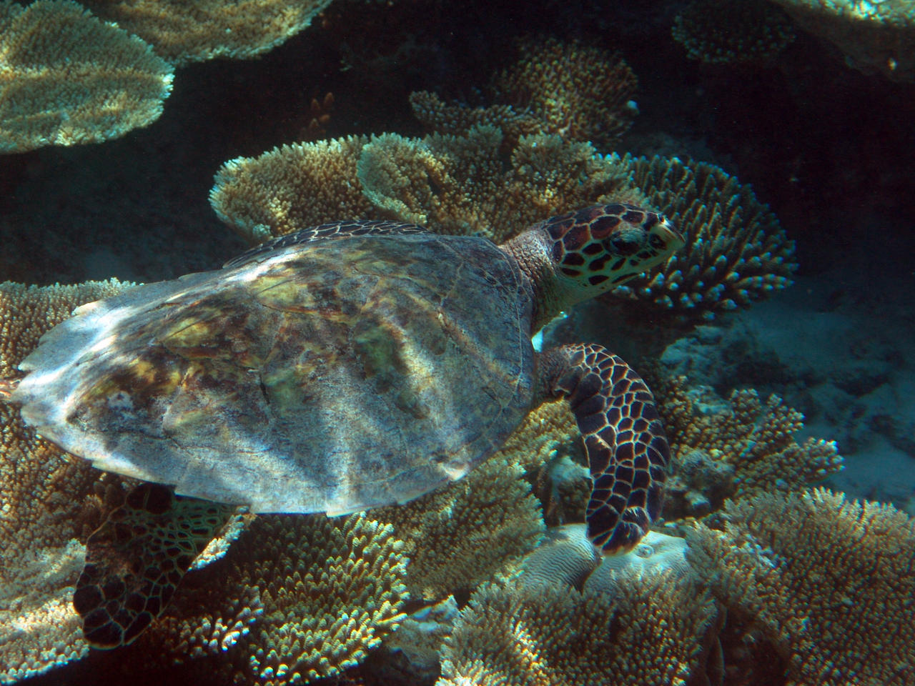 Echte Karettschildkröte - Eretmochelys imbricata