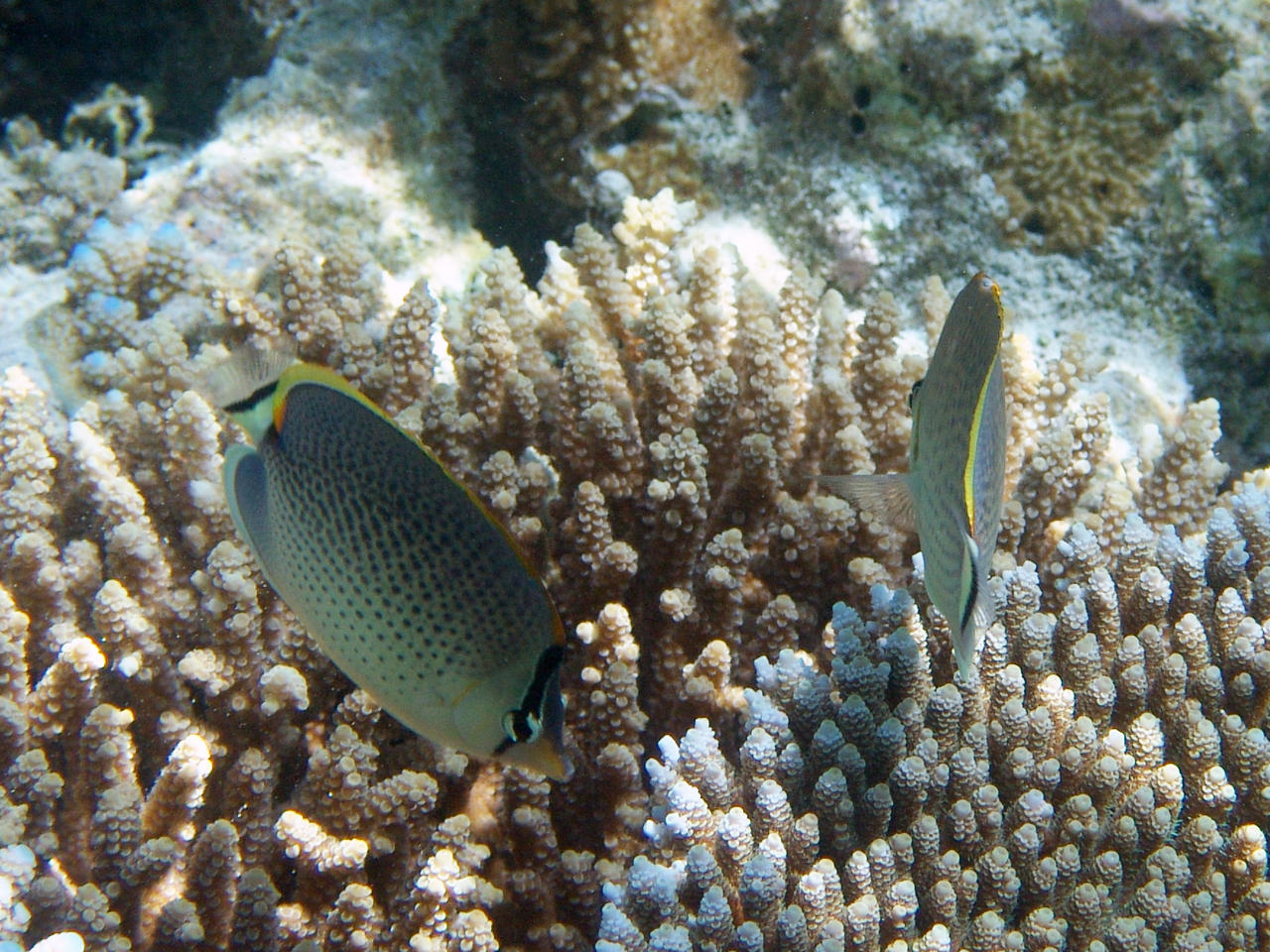 Tüpfel-Falterfisch - Chaetodon guttatissimus