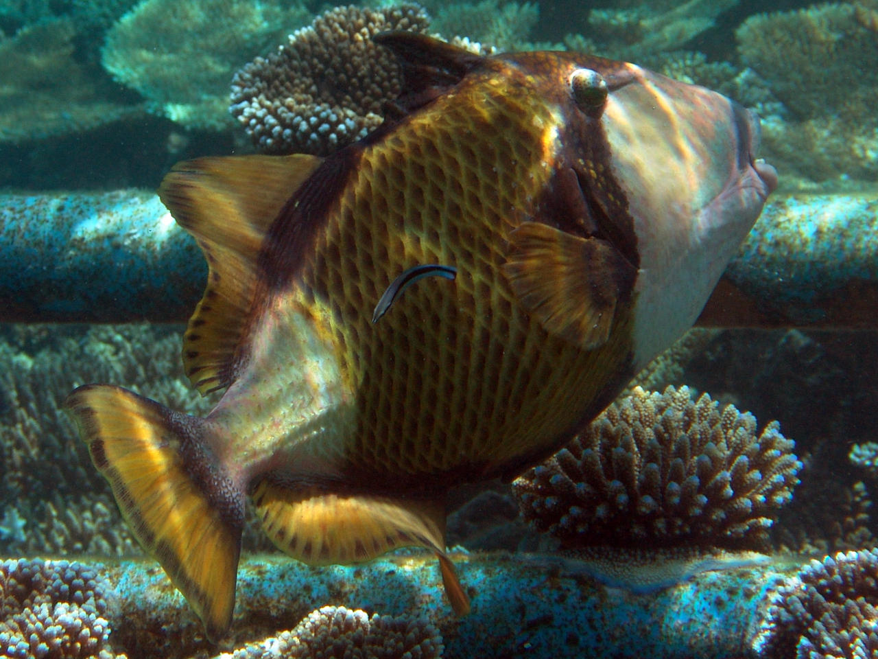 Grüner Riesendrückerfisch - Balistoides viridescens