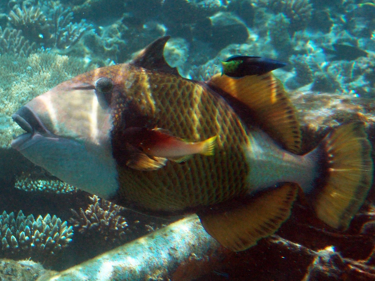 Grüner Riesendrückerfisch - Balistoides viridescens