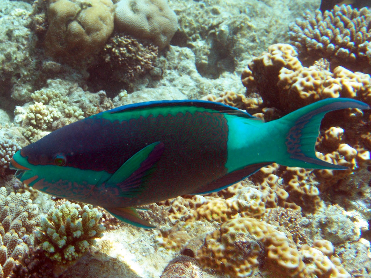 Nasenhöcker-Papageifisch - Scarus rubroviolaceus