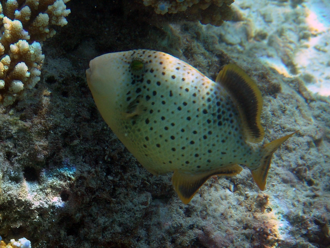 Grüner Riesendrückerfisch - Balistoides viridescens juv.