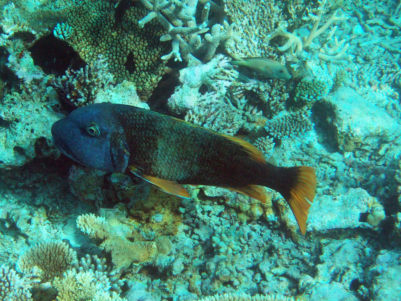 Gelbflossen-Straßenkehrer - Lethrinus erythracanthus