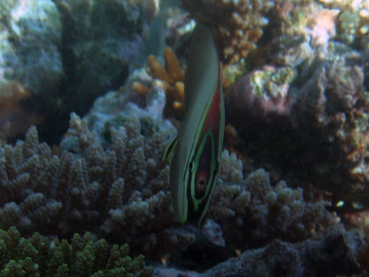 Indischer Baroness-Falterfisch - Chaetodon triangulum