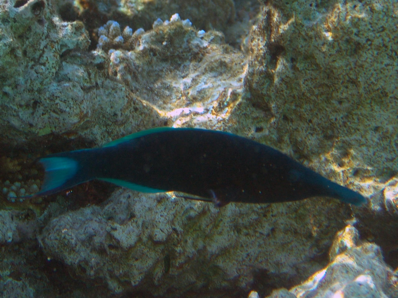 Blauer Vogelfisch - Gomphosus caeruleus