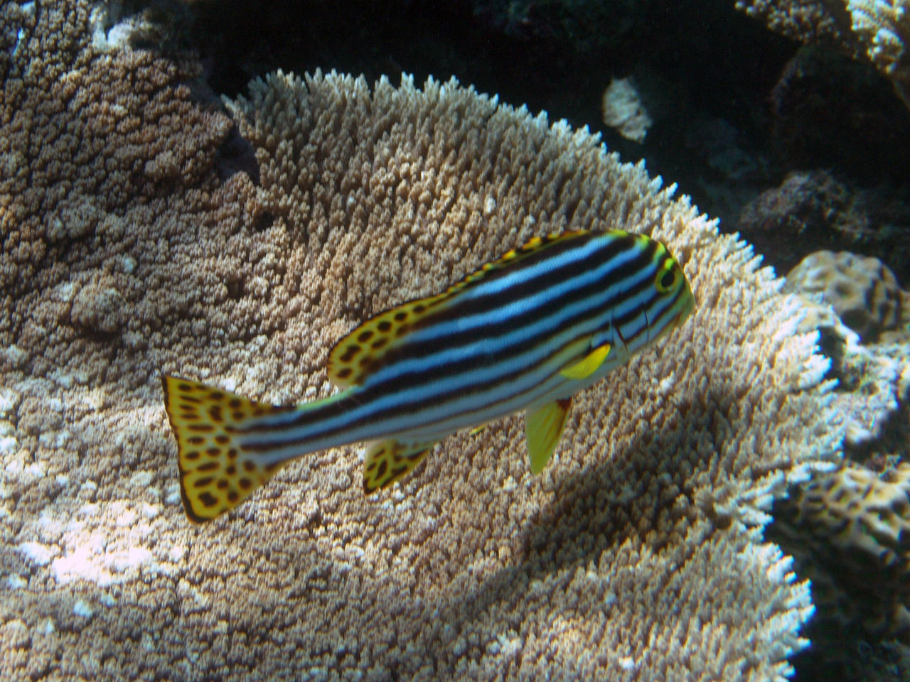 Orient-Süßlippe - Plectorhinchus vittatus