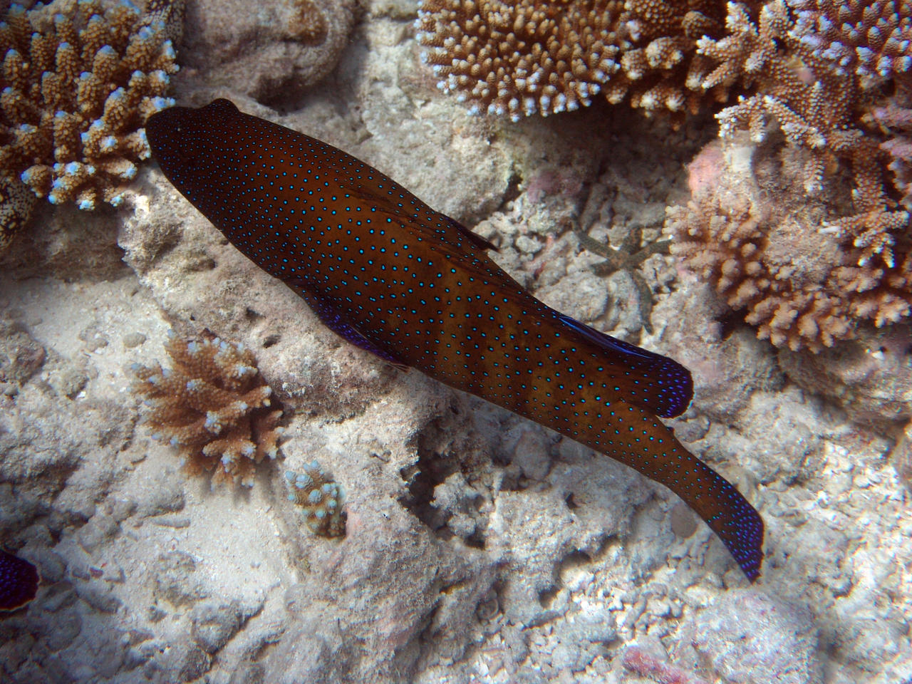 Pfauen-Zackenbarsch - Cephalopholis argus