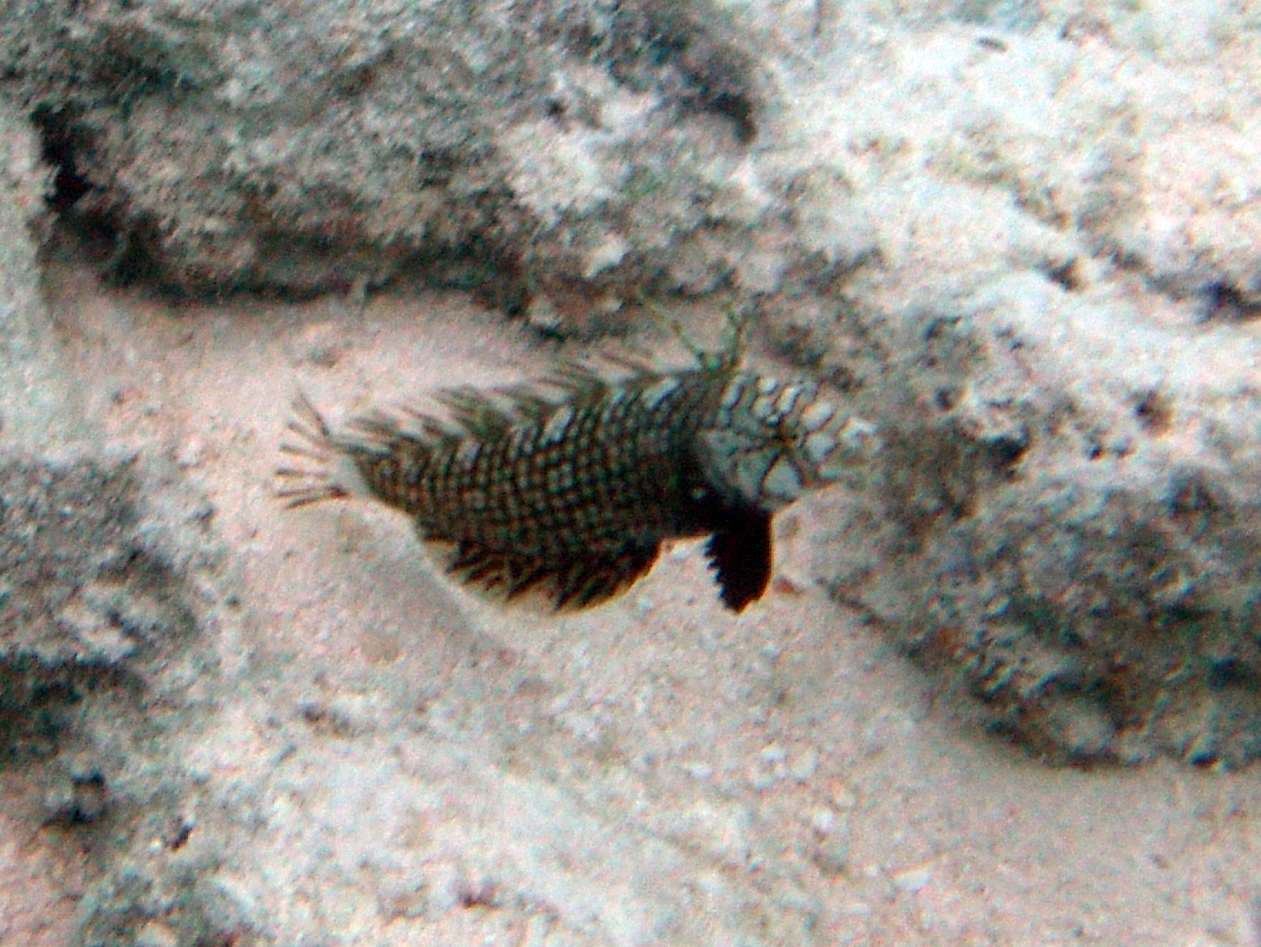 Brauner Bäumchenfisch juvenil - Novaculichthys taeniourus juv.