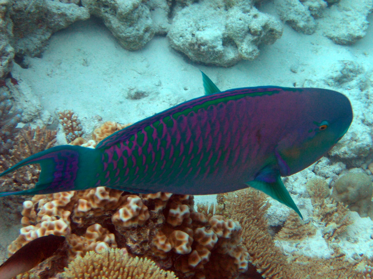 Indischer Buckelkopf-Papageifisch - Scarus strongylocephalus