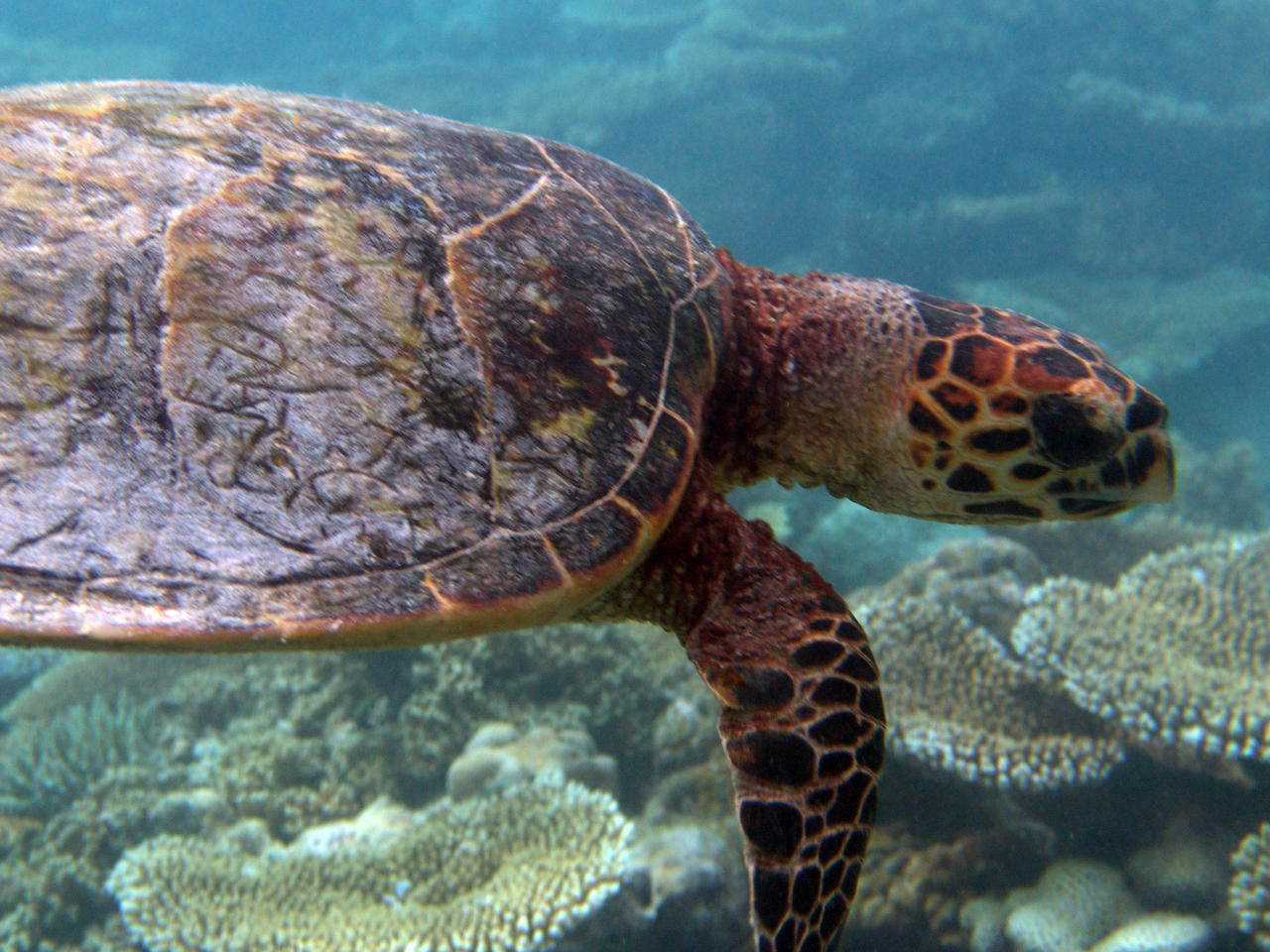 Echte Karettschildkröte - Eretmochelys imbricata