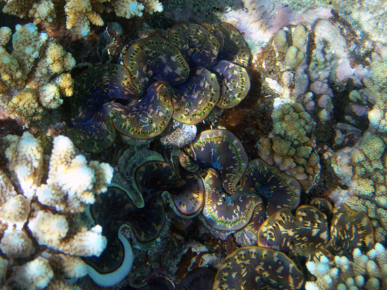 Riesenmuschel - Tridacna squamosa