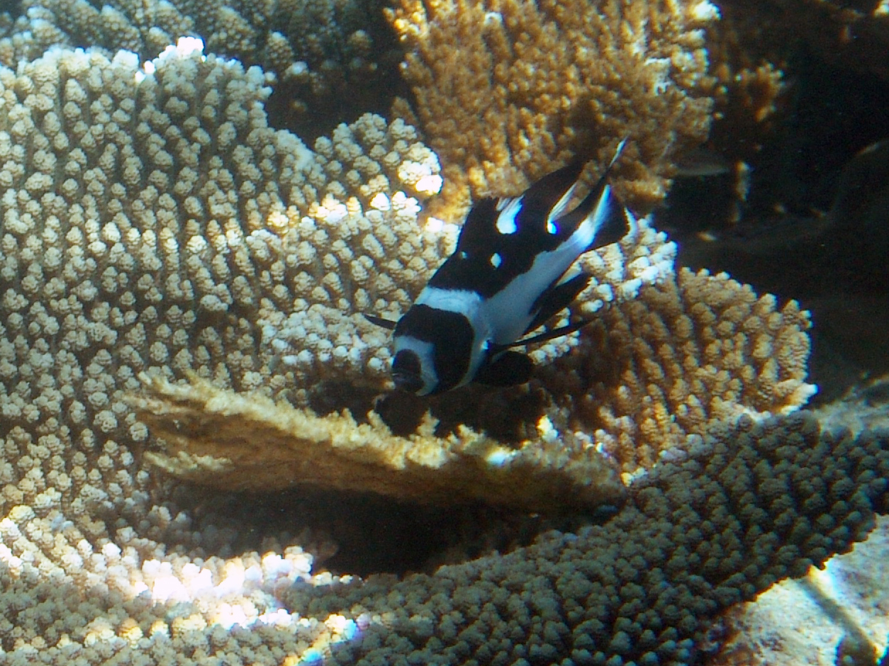 Schwarzer Schnapper - Macolor niger juv.