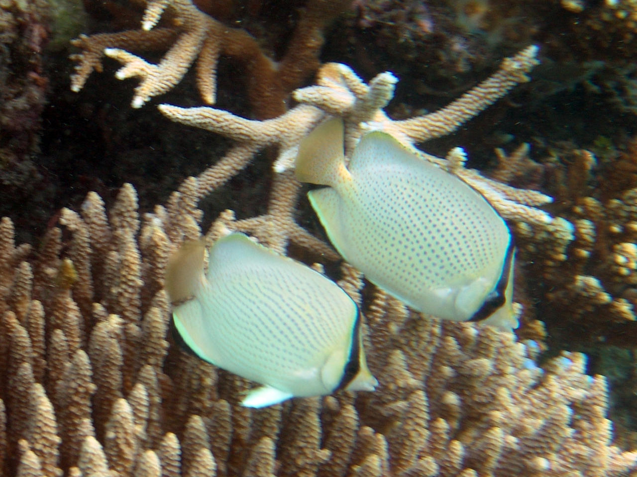 Punktierter Falterfisch - Chaetodon citrinellus