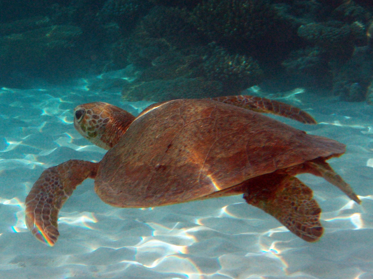 Suppenschildkröte - Chelonia mydas