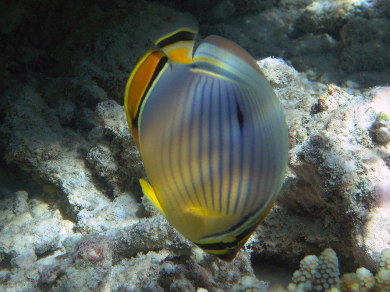 Rippen-Falterfisch - Chaetodon trifasciatus