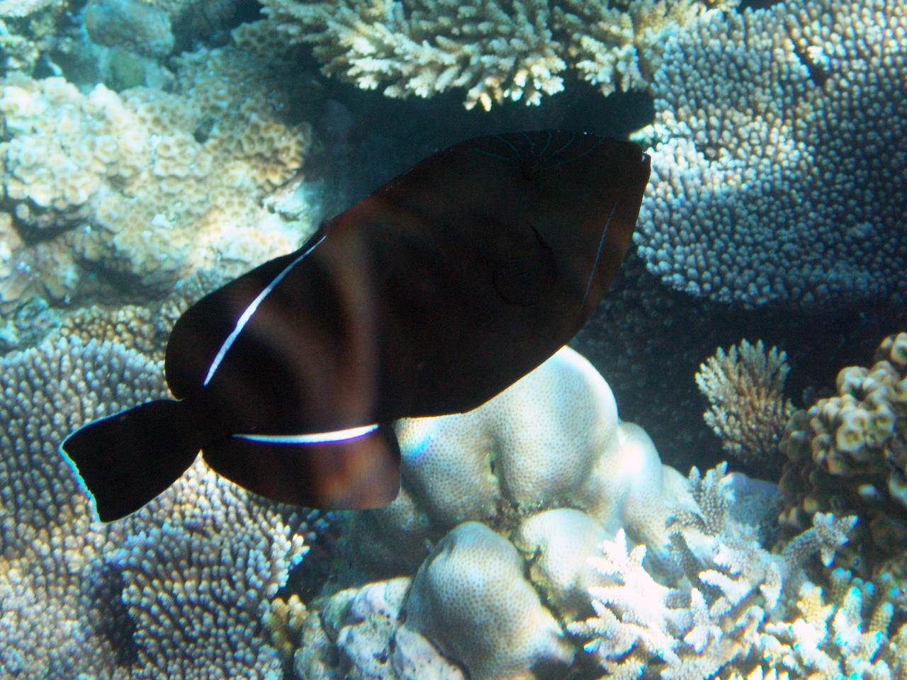 Indischer Drückerfisch - Melichthys indicus