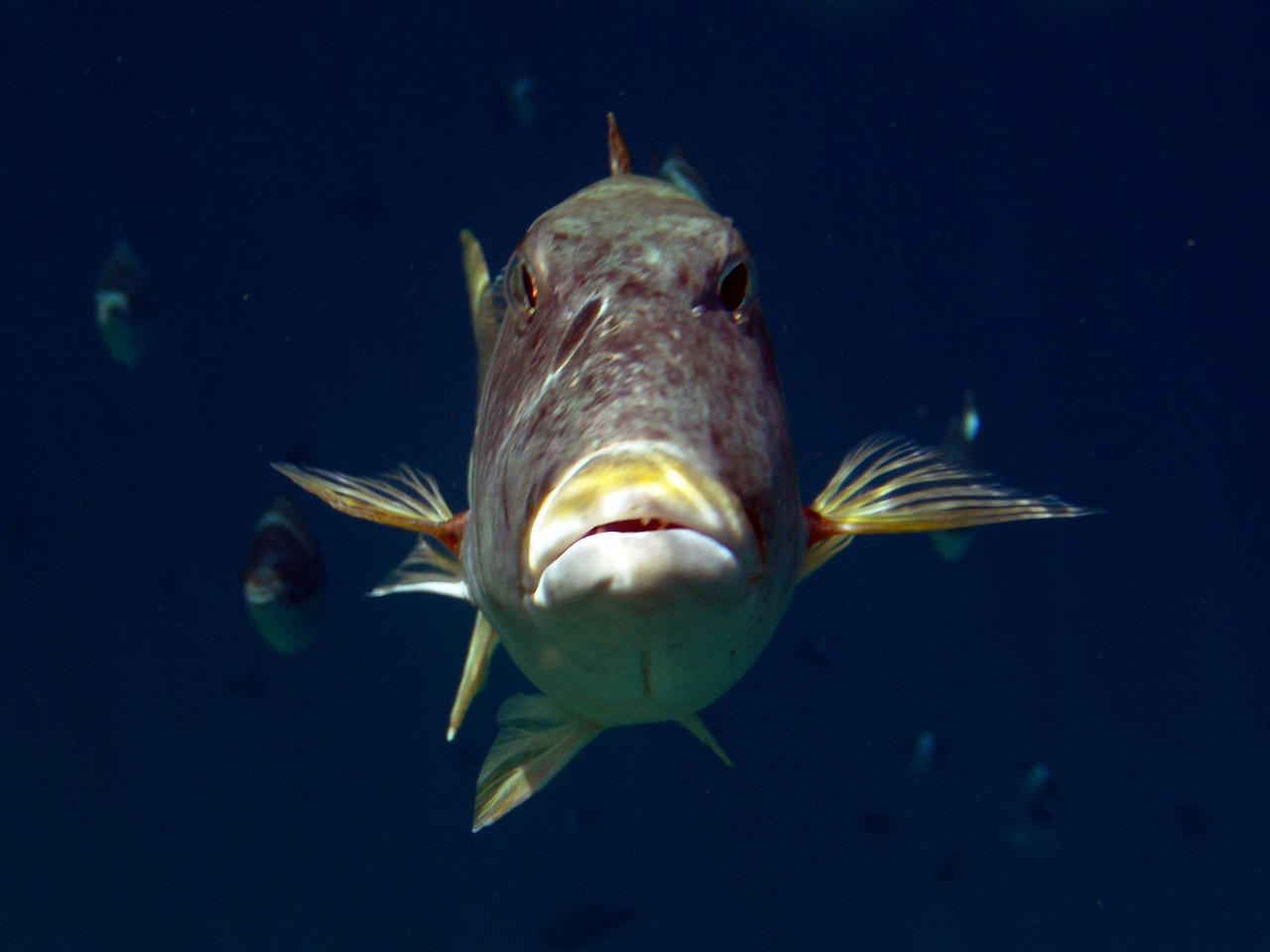 Gelblippen-Straßenkehrer - Lethrinus xanthochilus