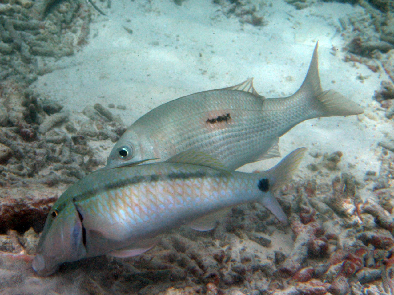 Langbartel Meerbarbe, Schwarzfleck-Straßenkehrer - Parupeneus macronema, Lethrinus harak