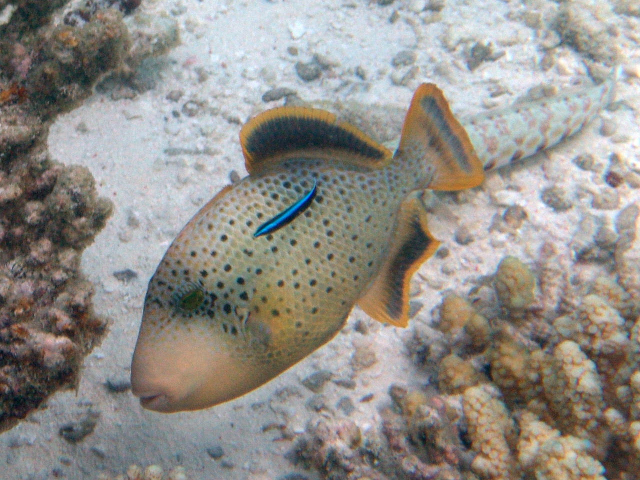 Grüner Riesendrückerfisch - Balistoides viridescens juv.